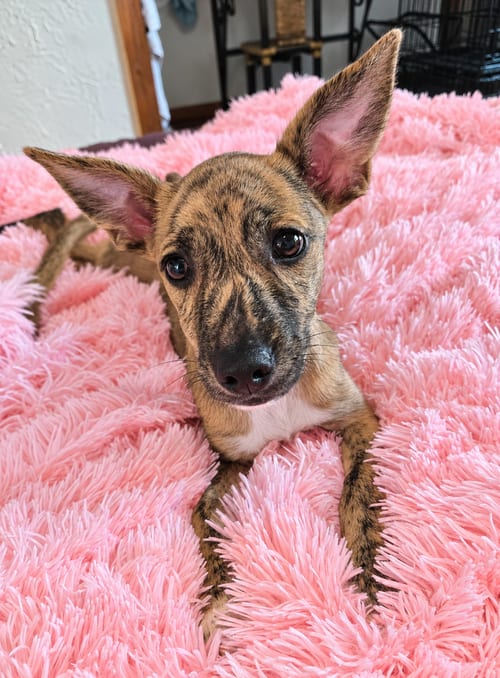 Photo of Louise, adoptable Terrier in St. Augustine, Florida