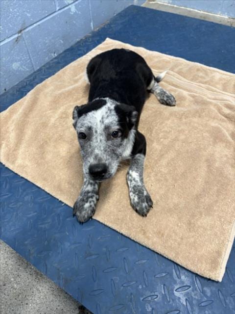 Photo of Tigger, adoptable Australian Cattle Dog/Blue Heeler in Woodland, California