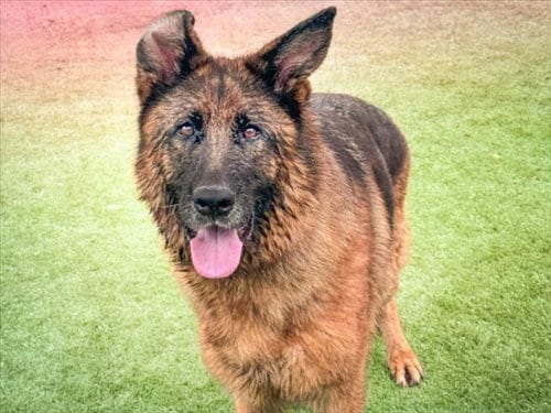 Photo of Meiko, adoptable German Shepherd Dog in San Pedro, California