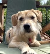 Photo of Griffey, adoptable Terrier in Bellevue, Washington