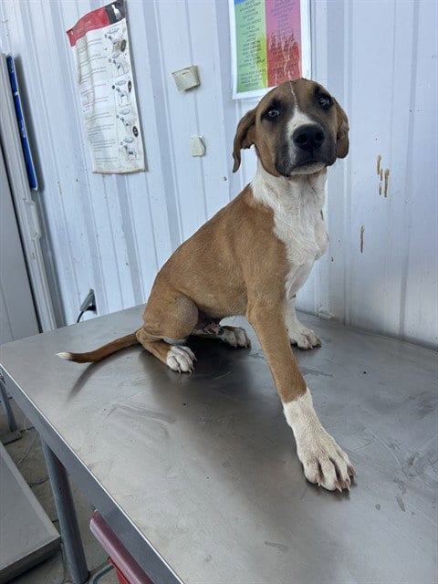 Photo of Noelle, adoptable Pit Bull Terrier in Bakersfield, California