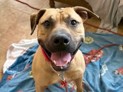 Photo of Arlo, adoptable dog in Georgetown, Texas