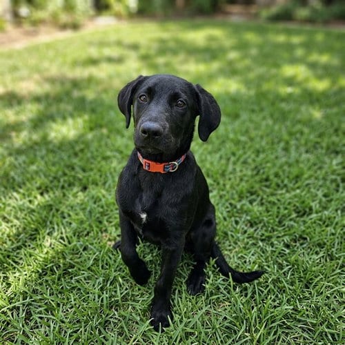 Photo of Pup Pup, adoptable Labrador Retriever in Sugar Land, Texas
