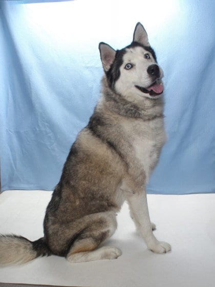 Photo of Denali, adoptable Siberian Husky in Burbank, California