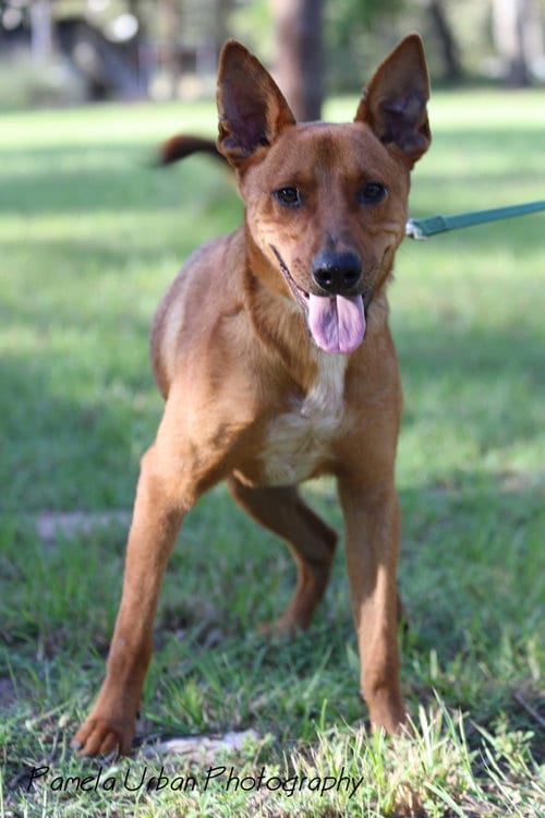 Photo of Tuck, adoptable Australian Cattle Dog/Blue Heeler in Sheridan, Texas