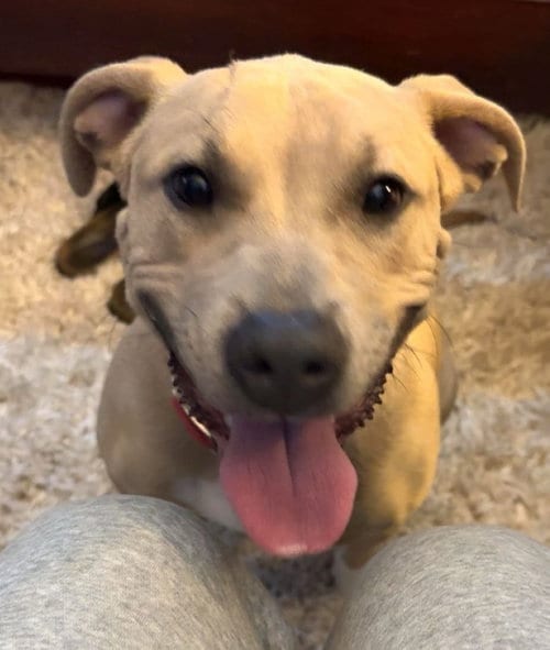 Photo of Z-Lee, adoptable Terrier in Rutherfordton, North Carolina