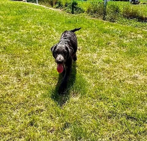 Photo of Trooper, adoptable Labrador Retriever in LEBANON, Connecticut