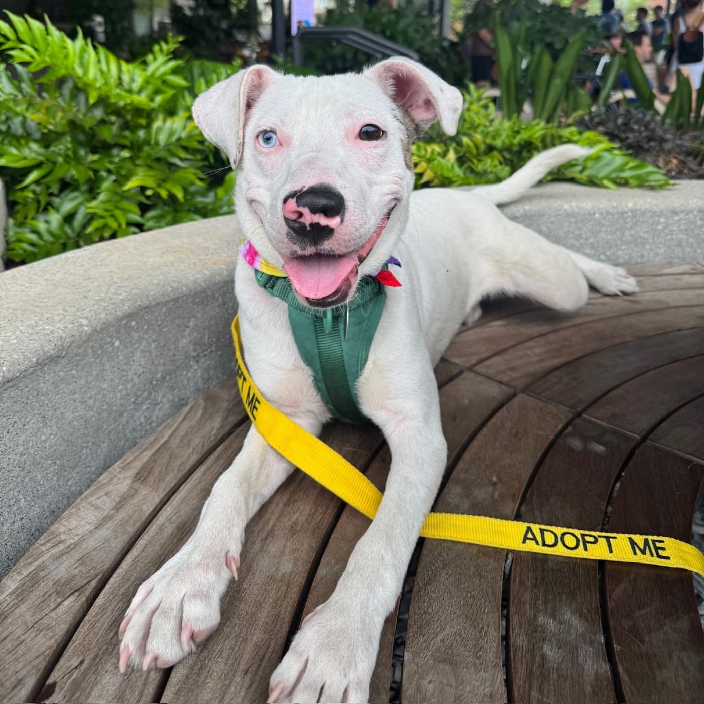 Photo of Hopscotch (I have a Secret Crush!), adoptable Mixed Breed (Large) in Decatur, Georgia