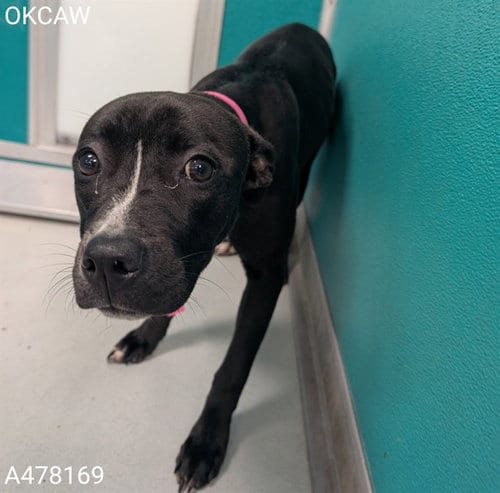 Photo of Sugar, adoptable Pit Bull Terrier in Oklahoma City, Oklahoma