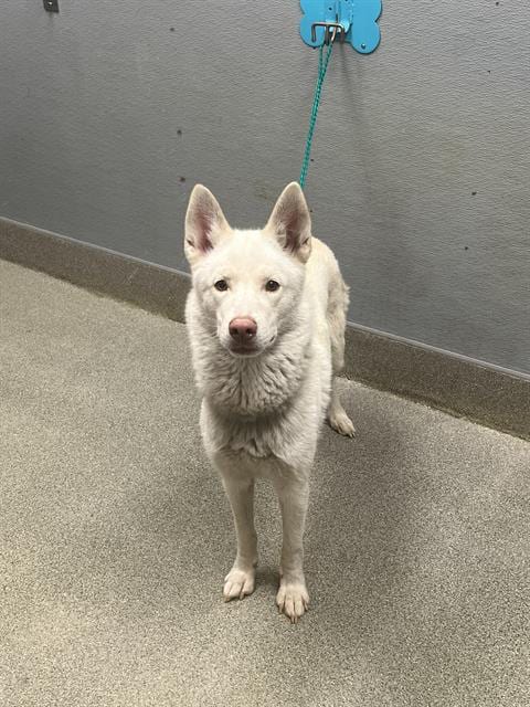 Photo of Chole, adoptable Siberian Husky in Las Vegas, Nevada