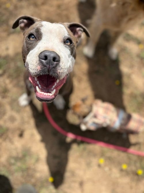 Photo of Porsche, adoptable Pit Bull Terrier in San Francisco, California