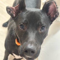 Photo of Gator, adoptable Mixed Breed (Medium) in New York City, New York