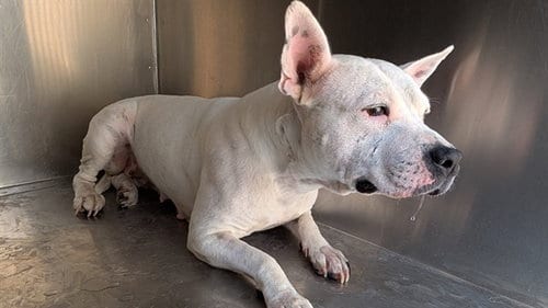 Photo of Latte, adoptable Staffordshire Bull Terrier in Phoenix, Arizona