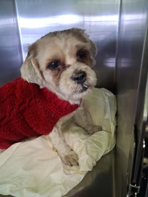 Photo of Rickross, adoptable Shih Tzu in Los Angeles, California