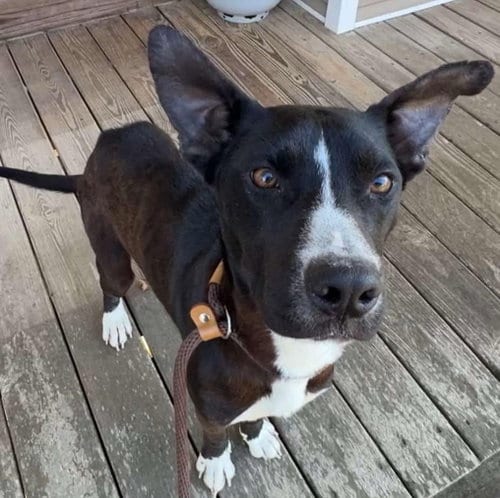 Photo of Pepper, adoptable Terrier in Mobile, Alabama
