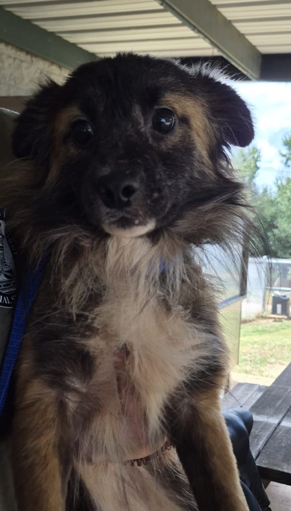 Photo of Spooky Doo, adoptable Australian Shepherd mixed Terrier in Lawrenceville, Georgia
