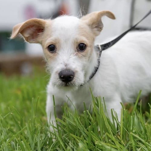 Photo of Noodle Pup - Tortellini, adoptable Wirehaired Fox Terrier in San Diego, California