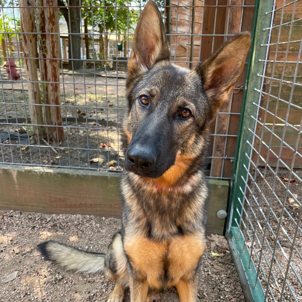 Photo of Riley, adoptable Shepherd, German in Houston, Texas