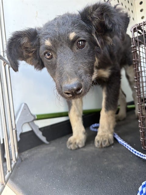 Photo of Senior German Shepherd Dog mix, adoptable German Shepherd Dog mix in Bakersfield, California