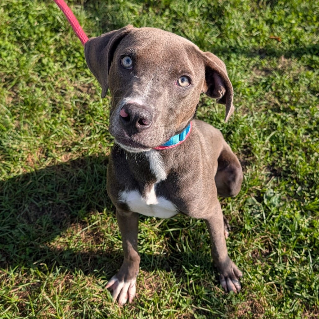 Photo of Dudley, adoptable Mixed Breed (Medium) in East Hanover, New Jersey