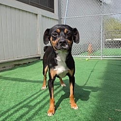 Photo of Charlie, adoptable Rat Terrier Terrier (Unknown Type, Medium) in Waterloo, Illinois
