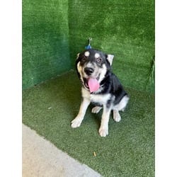 Photo of Rocky, adoptable Husky in Lancaster, California
