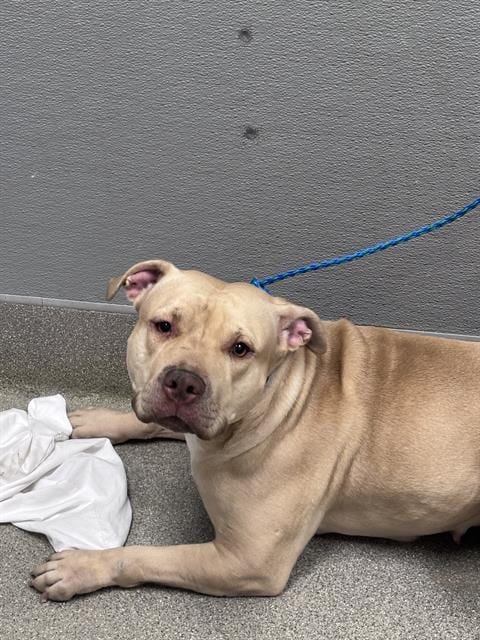 Photo of Cannon, adoptable Pit Bull Terrier in Las Vegas, Nevada