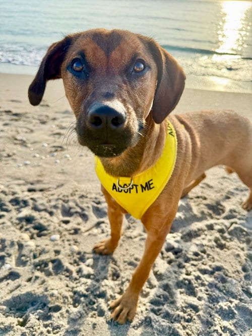 Photo of Aria, adoptable Labrador Retriever in Royal Palm Beach, Florida