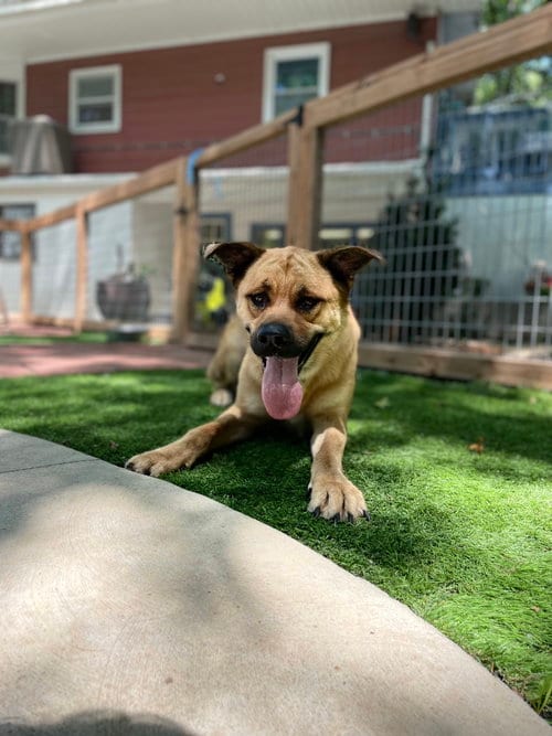 Photo of Hazel, adoptable Akita in Leavenworth, Kansas