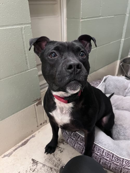 Photo of Kwe, adoptable Pit Bull Terrier in Webster, Wisconsin