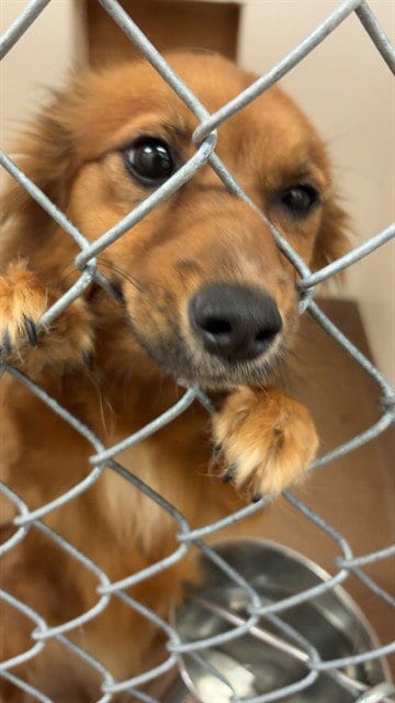 Photo of Maple, adoptable Pomeranian in Casper, Wyoming