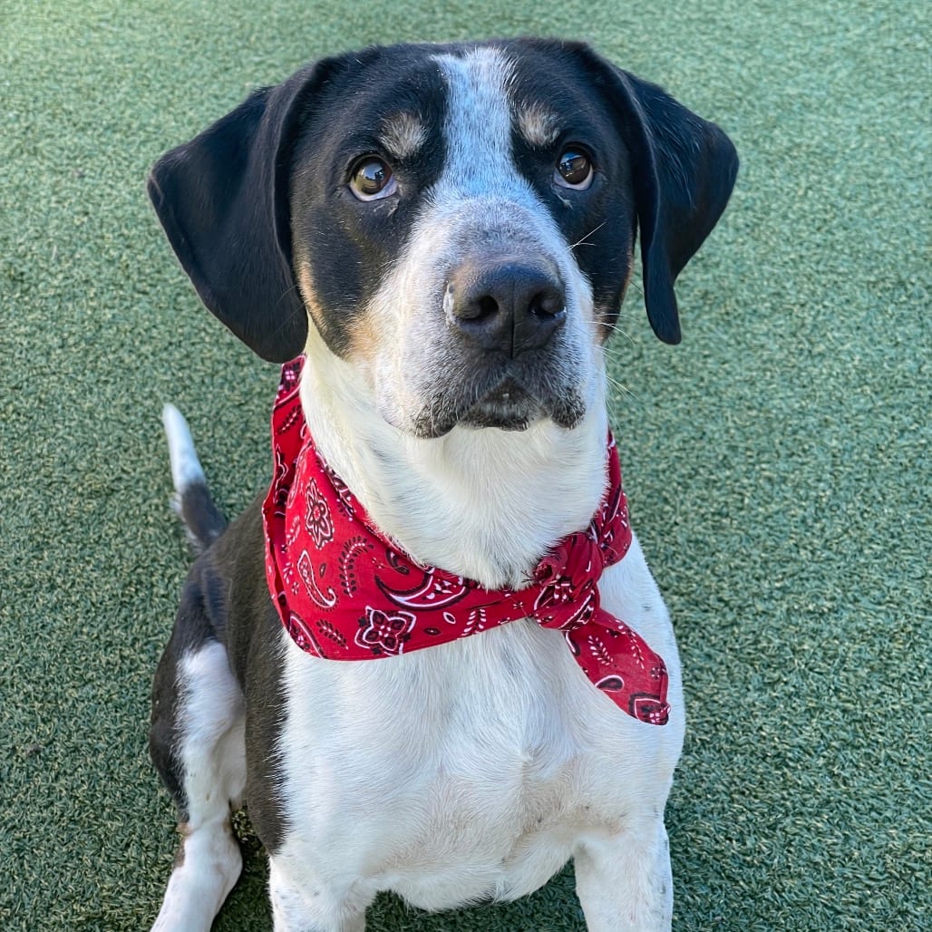 Photo of Ricky, adoptable Hound / Terrier, Pit Bull in Jacksonville, North Carolina