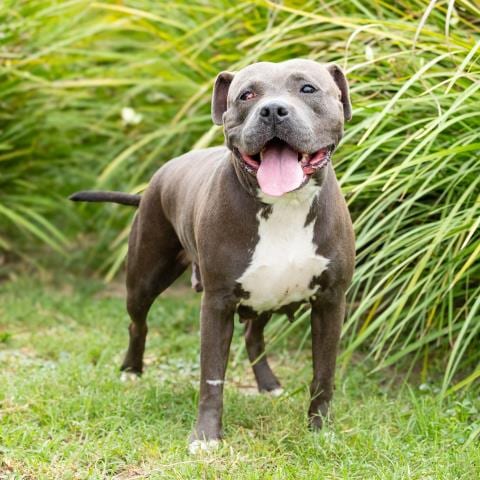 Photo of Silka, adoptable Pit Bull Terrier in Camarillo, California