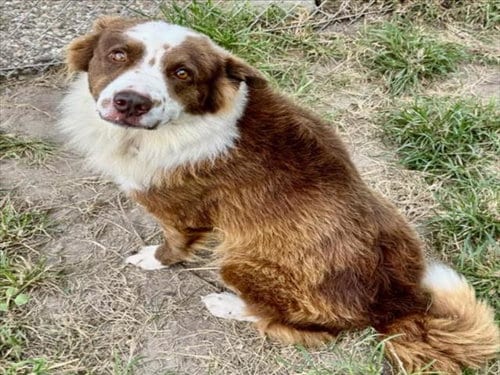 Photo of Frasier, adoptable Border Collie in Houston, Texas
