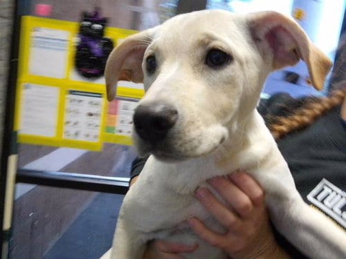Photo of Gamora, adoptable Labrador Retriever in Tulsa, Oklahoma