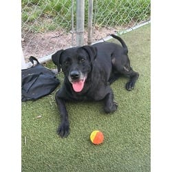 Photo of Bunny, adoptable Terrier (Unknown Type, Medium) in Doral, Florida