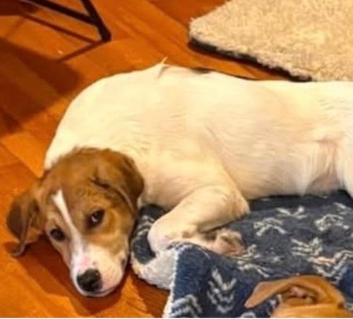 Photo of Stormy, adoptable Anatolian Shepherd in Mattoon, Illinois