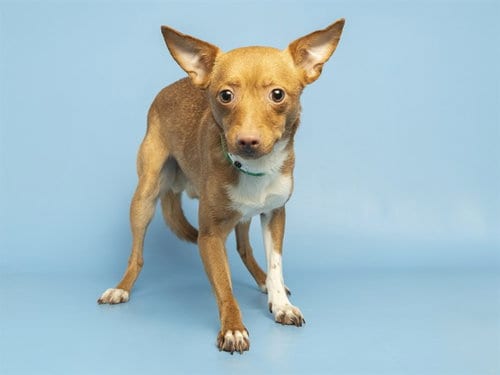 Photo of Flaco, adoptable Chihuahua in Phoenix, Arizona