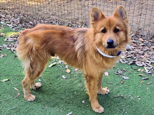 Photo of Astro, adoptable Akita in Van Nuys, California
