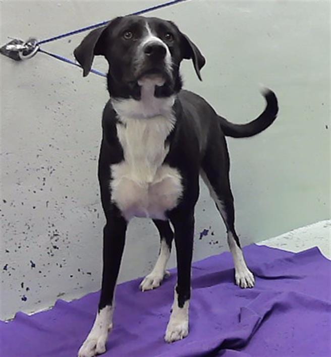 Photo of Riley, adoptable Labrador Retriever mix in Houston, Texas