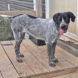 Photo of Chloe, adoptable Catahoula Leopard Dog in East Hartford, Connecticut