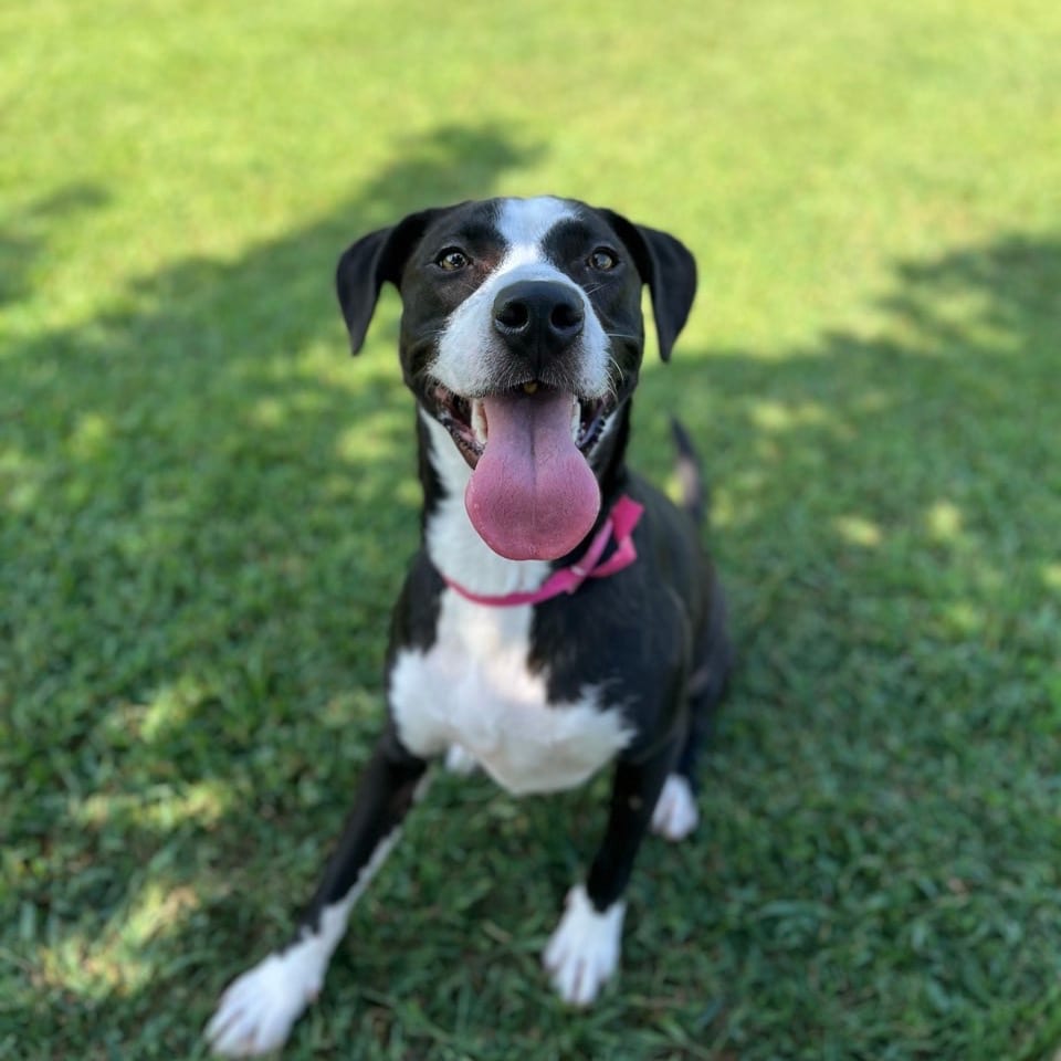 Photo of Mallory, adoptable Mixed Breed (Medium) in Chattanooga, Tennessee