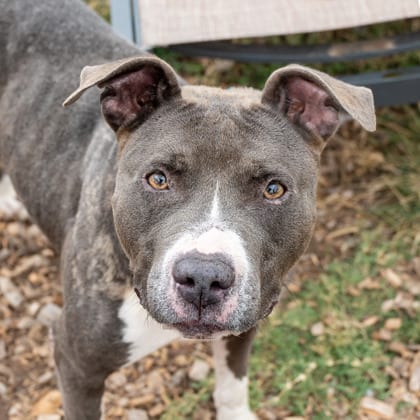 Photo of Mirage- IN FOSTER, adoptable dog in Chamblee, Georgia