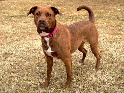 Photo of Mattie, adoptable Labrador Retriever in Arlington, Vermont
