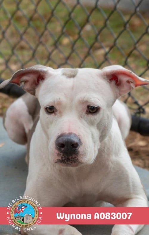 Photo of Wynona, adoptable American Bulldog in Mobile, Alabama