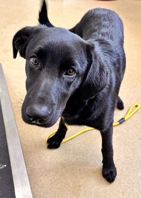 Photo of Chantilly Lace, adoptable Labrador Retriever in Derwood, Maryland