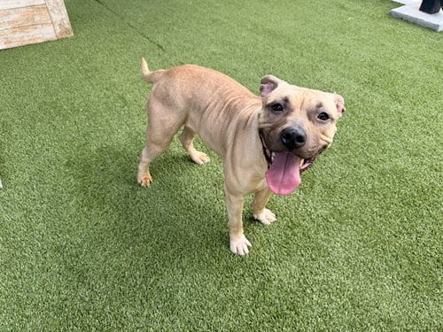 Photo of Mazapan, adoptable Pit Bull Terrier in Garland, Texas