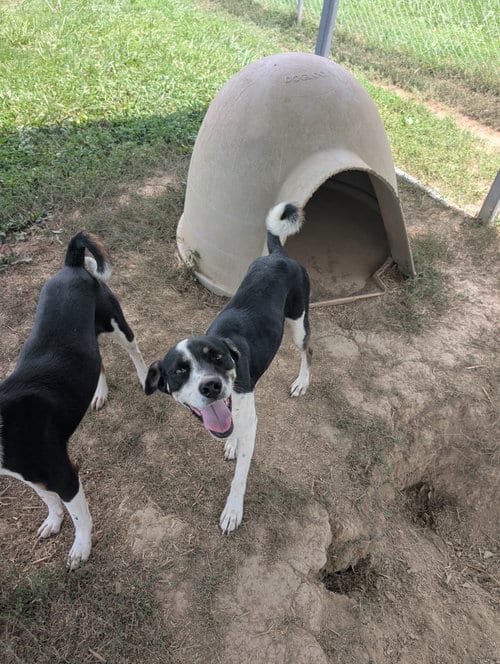 Photo of Flash, adoptable Terrier in Rutledge, Tennessee
