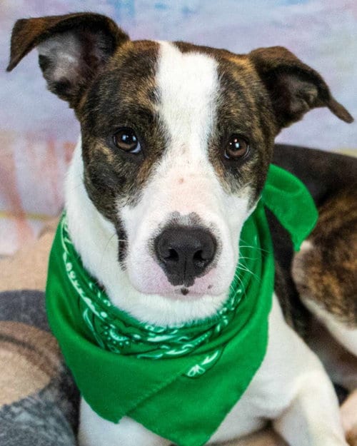 Photo of Harvey, adoptable Boxer in Kennesaw, Georgia