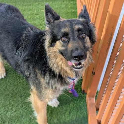 Photo of Cheech, adoptable German Shepherd Dog in Las Vegas, Nevada